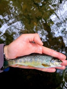 Brown Trout