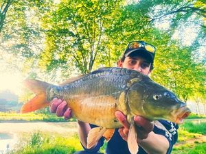 Mirror Carp