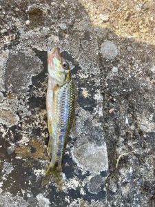 Gudgeon