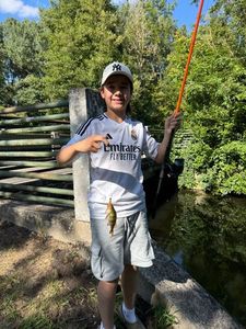 European Perch