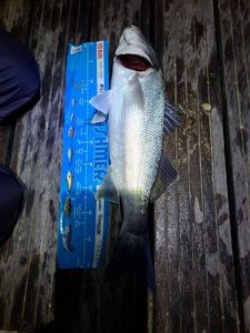 European Bass (Seabass)