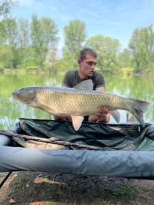 Grass Carp