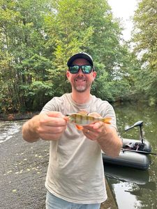 European Perch