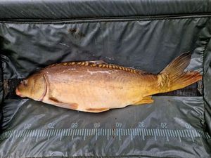 Mirror Carp