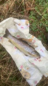 Rainbow Trout