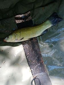 Tench