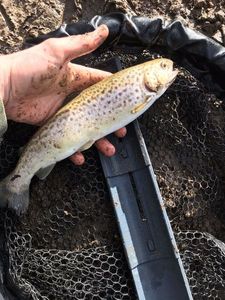 Brown Trout