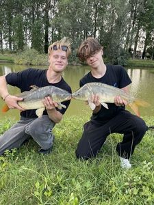 Mirror Carp