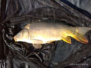Mirror Carp