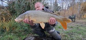 Common Carp