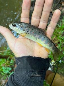 Brown Trout