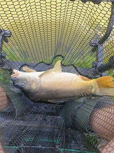 Mirror Carp