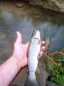 Brown Trout