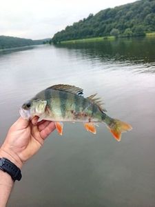 European Perch