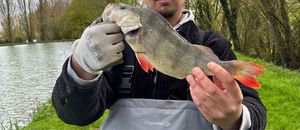 European Perch