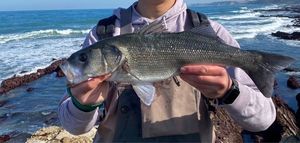 European Bass (Seabass)