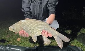 Common Carp