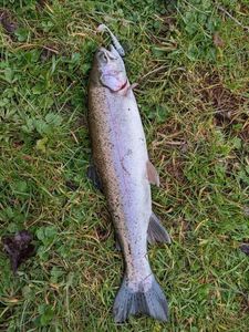 Rainbow Trout