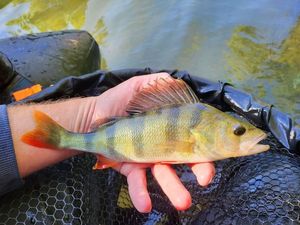 European Perch