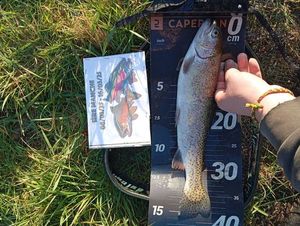 Rainbow Trout