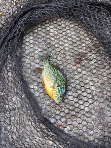 Green Sunfish