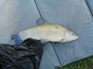 Tench