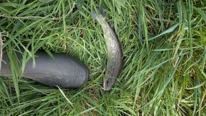 Rainbow Trout