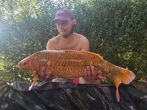 Koï Fish