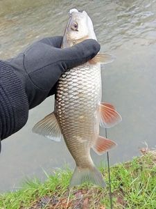 Chub