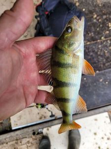 European Perch