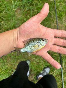 Green Sunfish