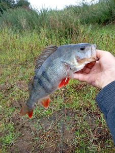 European Perch