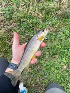 Brown Trout