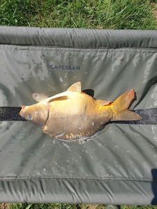 Mirror Carp