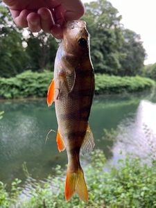 European Perch