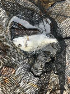 Gilthead Seabream