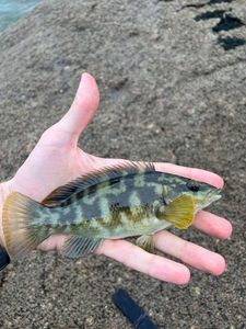 Ballan Wrasse