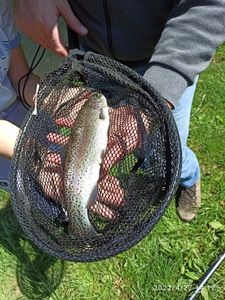 Rainbow Trout