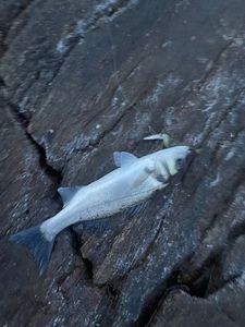 European Bass (Seabass)