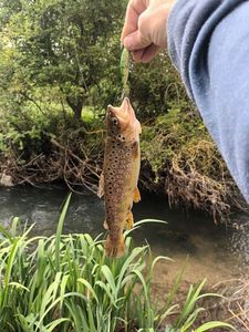 Brown Trout