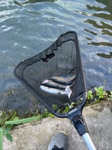 Rainbow Trout