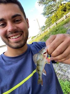 European Perch