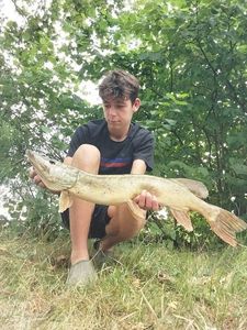Northern Pike