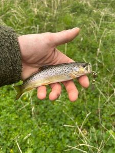 Brown Trout