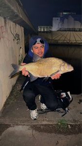 Common Bream