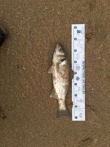 European Bass (Seabass)