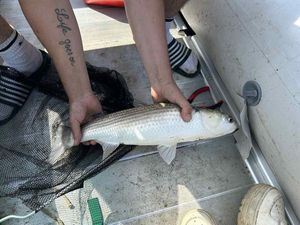 Thicklip Grey Mullet