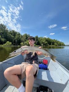 Chain Pickerel