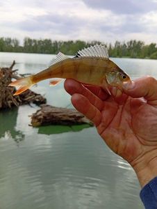 European Perch