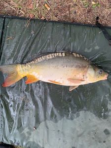 Leather Carp